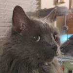 Profile photo of Tyra